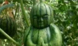 辽源吃瓜爆料事件真相,揭开真相背后的曲折历程